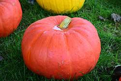 Big Moon Pumpkin (Cucurbita maxima 'Big Moon') at The Green Spot Home & Garden