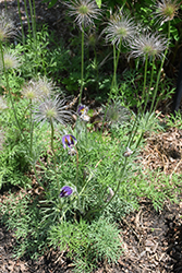 Pasqueflower (Pulsatilla vulgaris) at The Green Spot Home & Garden