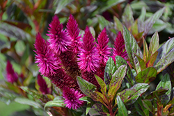Intenz Dark Purple Celosia (Celosia 'Spitenz Dark') at The Green Spot Home & Garden