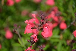 Lipstick Texas Sage (Salvia greggii 'Lipstick') at The Green Spot Home & Garden