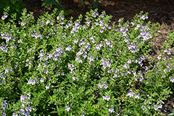 Angelface Wedgewood Blue Angelonia (Angelonia angustifolia 'Angelface Wedgewood Blue') at The Green Spot Home & Garden