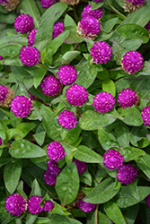 Ping Pong Purple Globe Amaranth (Gomphrena globosa 'Ping Pong Purple') at The Green Spot Home & Garden