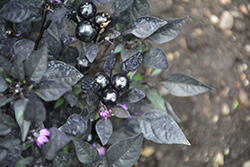 Onyx Red Ornamental Pepper (Capsicum annuum 'Onyx Red') at The Green Spot Home & Garden