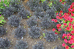 Onyx Red Ornamental Pepper (Capsicum annuum 'Onyx Red') at The Green Spot Home & Garden