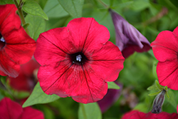 Tidal Wave Red Velour Petunia (Petunia 'Tidal Wave Red Velour') at The Green Spot Home & Garden