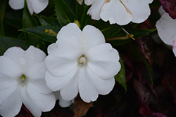 SunPatiens Compact White Impatiens (Impatiens 'SakimP027') at The Green Spot Home & Garden