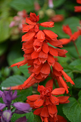 Vista Red Sage (Salvia splendens 'PAS3285') at The Green Spot Home & Garden