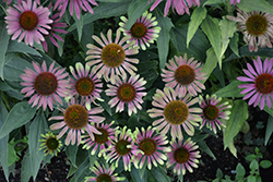 Green Twister Coneflower (Echinacea purpurea 'Green Twister') at The Green Spot Home & Garden