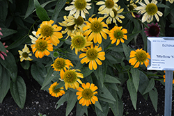 Mellow Yellows Coneflower (Echinacea purpurea 'Mellow Yellows') at The Green Spot Home & Garden