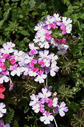 Firehouse Purple Fizz Verbena (Verbena 'Balfirepuriz') at The Green Spot Home & Garden