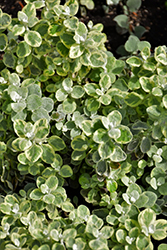 Variegated Licorice Plant (Helichrysum petiolare 'Variegated Licorice') at The Green Spot Home & Garden