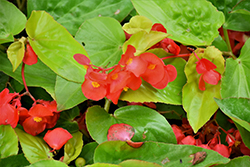 Canary Wings Begonia (Begonia 'Canary Wings') at The Green Spot Home & Garden