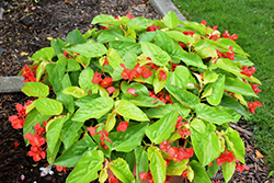 Canary Wings Begonia (Begonia 'Canary Wings') at The Green Spot Home & Garden