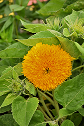 Teddy Bear Annual Sunflower (Helianthus annuus 'Teddy Bear') at The Green Spot Home & Garden