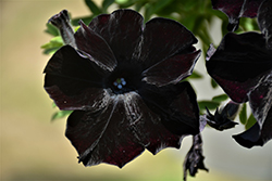 Crazytunia Black Mamba Petunia (Petunia 'Crazytunia Black Mamba') at The Green Spot Home & Garden