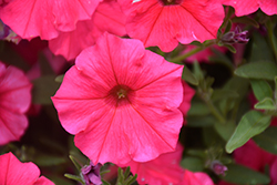 Supertunia Vista Paradise Petunia (Petunia 'BBTUN98901') at The Green Spot Home & Garden