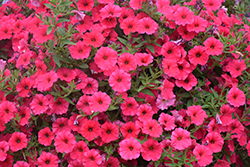 Supertunia Vista Paradise Petunia (Petunia 'BBTUN98901') at The Green Spot Home & Garden