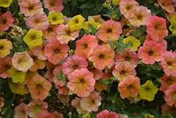Cascadias Indian Summer Petunia (Petunia 'Cascadias Indian Summer') at The Green Spot Home & Garden