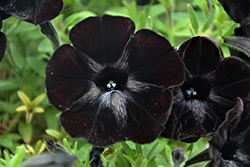 Sweetunia Black Satin Petunia (Petunia 'Sweetunia Black Satin') at The Green Spot Home & Garden