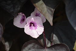 Sweet Caroline Sweetheart Jet Black Sweet Potato Vine (Ipomoea batatas 'NCORNSP-021SHJB') at The Green Spot Home & Garden