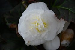 Nonstop Mocca White Begonia (Begonia 'Nonstop Mocca White') at The Green Spot Home & Garden