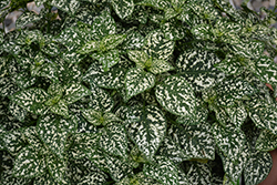 Hippo White Polka Dot Plant (Hypoestes phyllostachya 'G15180') at The Green Spot Home & Garden