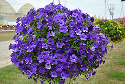 Headliner Night Sky Petunia (Petunia 'KLEPH15313') at The Green Spot Home & Garden