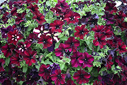 Headliner Starry Sky Burgundy Petunia (Petunia 'KLEPH18389') at The Green Spot Home & Garden