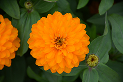 Zahara Double Bright Orange Zinnia (Zinnia 'Zahara Double Bright Orange') at The Green Spot Home & Garden