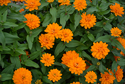 Zahara Double Bright Orange Zinnia (Zinnia 'Zahara Double Bright Orange') at The Green Spot Home & Garden