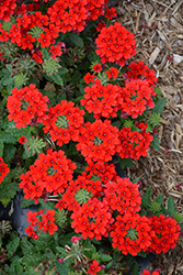 Firehouse Red Verbena (Verbena 'Balendred') at The Green Spot Home & Garden