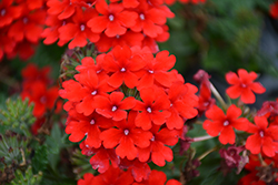 Firehouse Red Verbena (Verbena 'Balendred') at The Green Spot Home & Garden