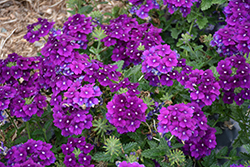 Firehouse Purple Verbena (Verbena 'Balfirepur') at The Green Spot Home & Garden