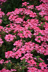 Firehouse Pink Verbena (Verbena 'Balfireinkim') at The Green Spot Home & Garden