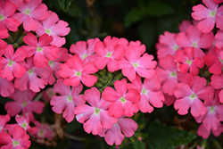 Firehouse Pink Verbena (Verbena 'Balfireinkim') at The Green Spot Home & Garden