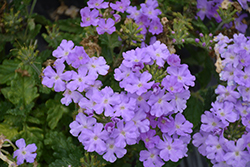 Firehouse Lavender Verbena (Verbena 'Balfirelav') at The Green Spot Home & Garden