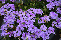 Firehouse Lavender Verbena (Verbena 'Balfirelav') at The Green Spot Home & Garden