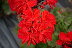 Super Moon Red Geranium (Pelargonium 'KLEPZ17484') at The Green Spot Home & Garden