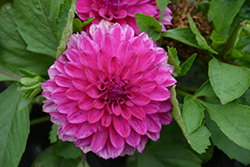 Hypnotica Pink Bicolor Dahlia (Dahlia 'Hypnotica Pink Bicolor') at The Green Spot Home & Garden