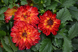 Hypnotica Tequila Sunrise Dahlia (Dahlia 'Hypnotica Tequila Sunrise') at The Green Spot Home & Garden