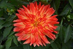 Hypnotica Icarus Dahlia (Dahlia 'Hypnotica Icarus') at The Green Spot Home & Garden