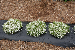 Gypsy White Baby's Breath (Gypsophila muralis 'Gypsy White') at The Green Spot Home & Garden