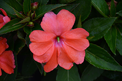 SunPatiens Vigorous Corona Impatiens (Impatiens 'SAKIMP008') at The Green Spot Home & Garden