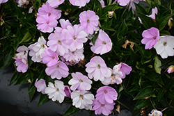 SunPatiens Vigorous Orchid Impatiens (Impatiens 'SAKIMP053') at The Green Spot Home & Garden