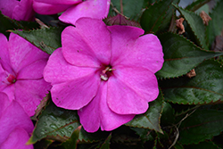 SunPatiens Compact Purple New Guinea Impatiens (Impatiens 'SAKIMP037') at The Green Spot Home & Garden