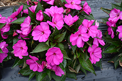 SunPatiens Compact Purple New Guinea Impatiens (Impatiens 'SAKIMP037') at The Green Spot Home & Garden