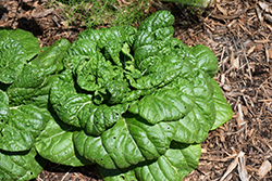 Asian Delight Pak Choi (Brassica rapa 'Asian Delight') at The Green Spot Home & Garden