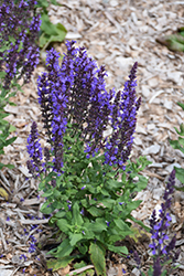 Blue Queen Sage (Salvia nemorosa 'Blaukonigin') at The Green Spot Home & Garden
