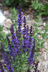 Blue Queen Sage (Salvia nemorosa 'Blaukonigin') at The Green Spot Home & Garden