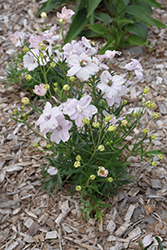 Summer Morning Delphinium (Delphinium grandiflorum 'Summer Morning') at The Green Spot Home & Garden